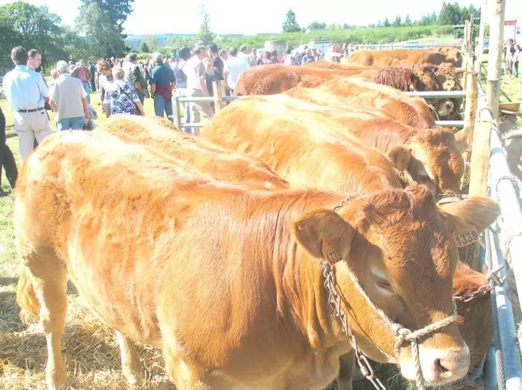 Bovins et ovins limousins, les races rustiques présentes sur le Plateau de Millevaches.