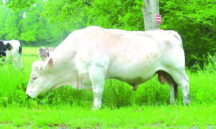 La conjoncture extrêmement difficile pour l'élevage avec un prix de la viande bas doit plus que jamais positionner l'amélioration génétique comme véritable levier de la compétitivité des cheptels.