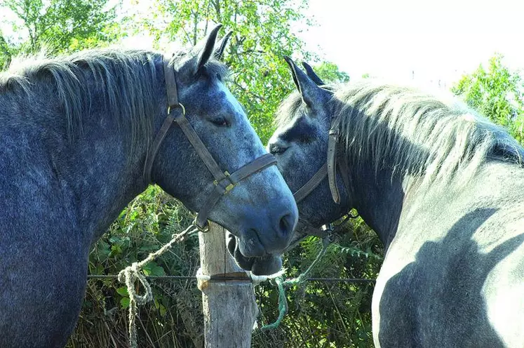 Les élevages de trait ont en moyenne 6 chevaux sur leur exploitation. 80 % d'entre eux ont moins de 10 chevaux, dont 60 % ont moins de 5 chevaux.