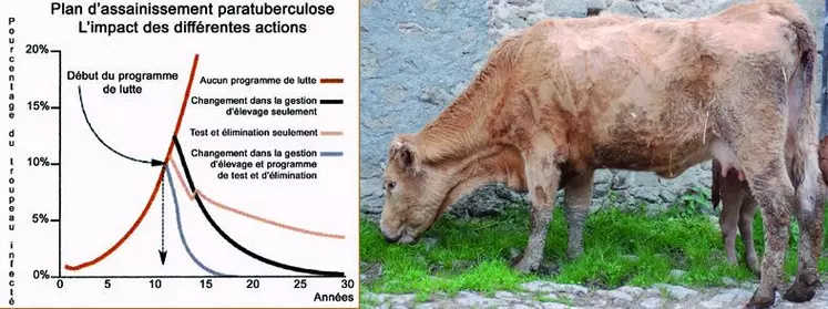 Lors de présence de la paratuberculose dans un élevage, deux points s’avèrent primordiaux à respecter :
- La précocité d’intervention.
- L’association étroite, d’une part, de la détection des animaux excréteurs,
leur isolement et leur élimination ainsi que leur descendance et, d’autre part,
de la maîtrise des risques de contamination au sein de l’effectif.