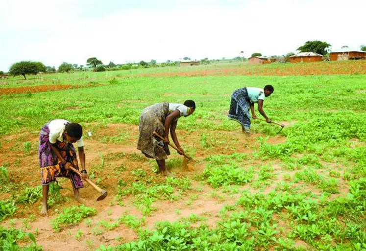 Des femmes désherbent un champ dans une ferme de la région de Dodoma, en Tanzanie.
