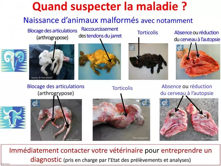 Tout agneau, veau ou chevreau, foetus ou nouveau-né avec des malformations constitue une suspicion. Dans ce cas, il faut immédiatement contacter son vétérinaire sanitaire pour entreprendre un diagnostic (prélèvements et analyses pris en charge par l'État). Cela représente une étape indispensable pour une éventuelle prise en charge par la CSSA.