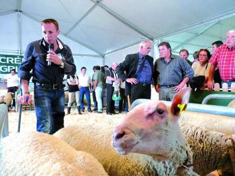Pas moins de 110 animaux ont participé au Spécial de la race ovine Charollaise.