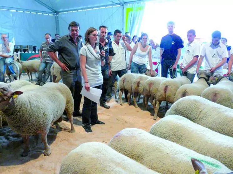 Les prix de championnat femelles et mâles ont été remportés par le Gaec Lally (71).