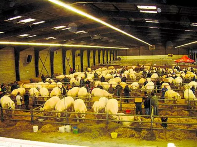 La vitrine des éleveurs charolais.