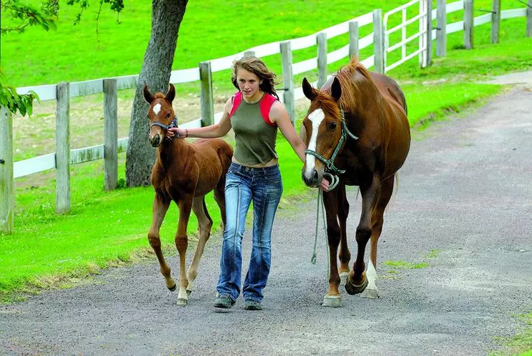 Les éleveurs de chevaux veulent que la filière cheval intègre, comme les autres filières, le fonds de mutualisation en cas de maladies animales ainsi que les dispositifs d’assurance récolte prévus par le règlement PAC issu du bilan de santé.