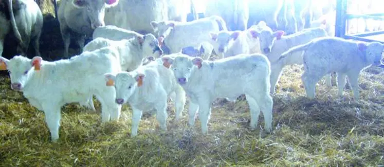 Une ribambelle de veaux de Ramses nés avant Noël au Gaec Ferrandon.