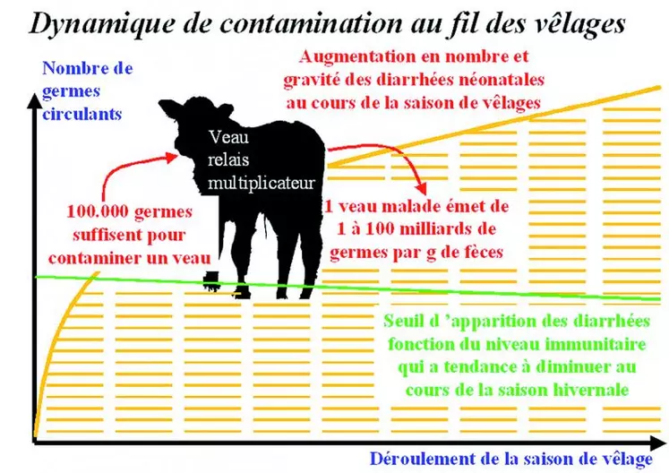 Au fur et à mesure de la saison de vêlages, on observe deux phénomènes qui vont favoriser la progression du nombre et de la gravité des diarrhées. D’une part, une baisse de la qualité du colostrum qui implique une baisse du niveau de défenses immunitaires du veau et, d’autre part, une augmentation de la contamination du milieu, les veaux étant d’excellents relais multiplicateurs des agents pathogènes présents.