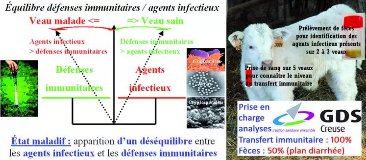 L’avenir du veau se joue dans les heures suivant sa naissance.