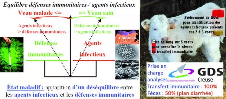 L’avenir du veau se joue dans les heures suivant sa naissance. Dans l’utérus, le fœtus se trouve sous haute protection. A la naissance, un envahissement brutal de son tube digestif par les micro-organismes se réalise alors qu’il est totalement dépourvu de défenses immunitaires.