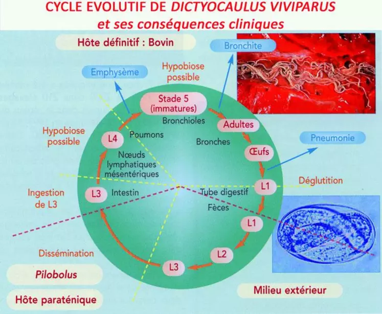 La phase extérieure du cycle est rapide, il faut de 4 à 7 jours, en fonction des conditions de température et d'humidité, pour passer du stade L1 au stade L3.