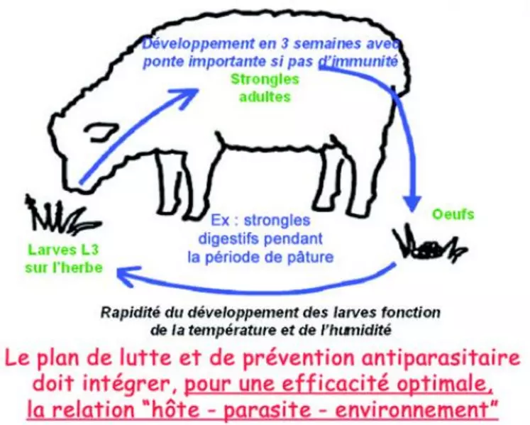 Le plan de lutte et de prévention antiparaistaire doit intégrer, pour une efficacité optimale, la relation "hôte - parasite - environnement".