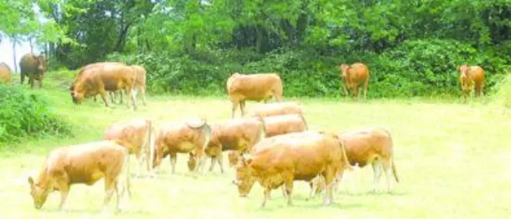 L'offre de bovins de boucherie dépasse, depuis l'été en Limousin comme en France, celle de 2009.