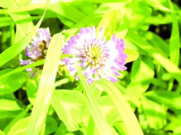 Un trèfle violet