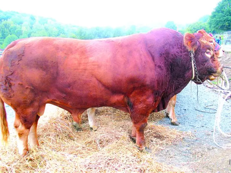 Chaque éleveur de la zone du Gie France Limousin Testage peut débuter les IA de testage comme traditionnellement depuis la mi-décembre.