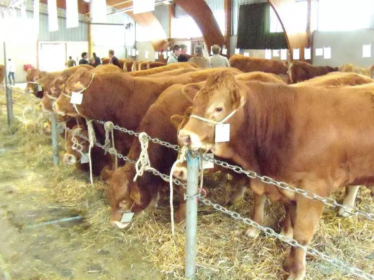 Les concours ont été un succès avec la présence de 33 élevages  provenant du Limousin, de l'Indre et du Cantal (2).