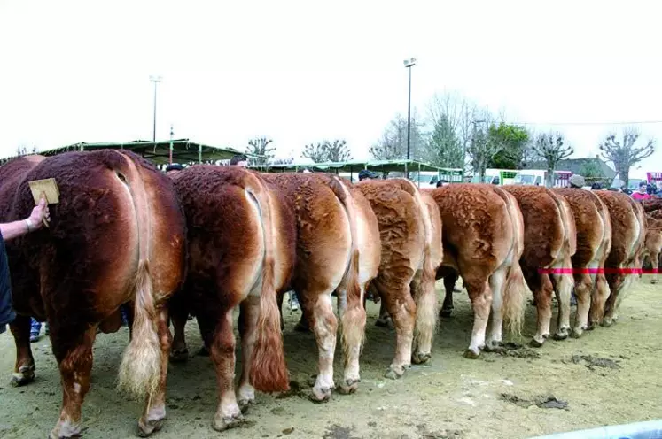 A l’image de ce magnifique lot d’ensemble composé de Beke (RJ), Cluny, Anamite, Vertue, Avocette, Chouchoute, Duchesse et Charmante, le Gaec Pimpin Frères a marqué le concours de son empreinte.