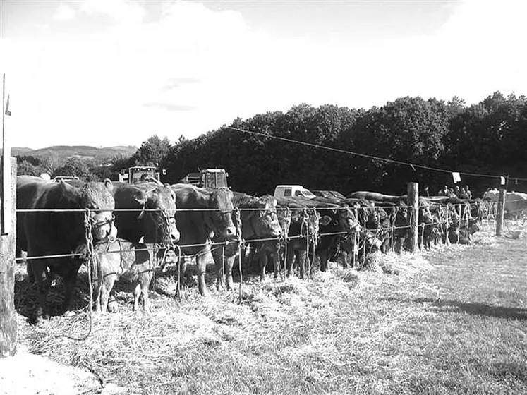 Quasiment pas un des animaux de ferme n'était oublié, avec les bovins bien entendu.