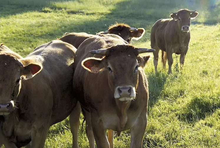 Vaches Aubrac au pré