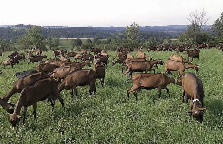 Une réorientation de production d’une exploitation de Margeride auparavant uniquement en bovin viande.