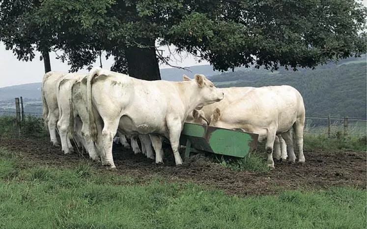 Le changement d’alimentation doit se faire progressivement. Il faut trois à quatre semaines à la flore microbienne pour s’adapter à un changement de fourrage.