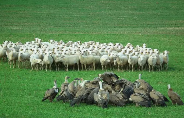 L'une des motions votées par la chambre concerne la population de vautours et sa régulation.