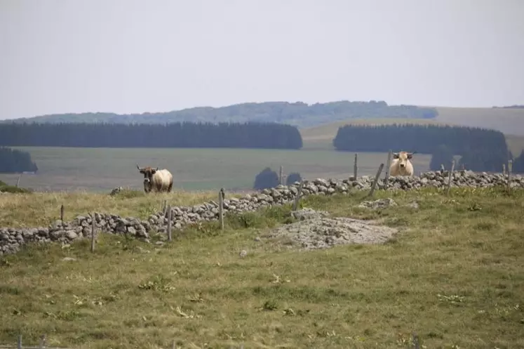 Selon la chambre d’agriculture de Lozère, malgré la crise sanitaire qui a changé les règles du jeu, le traitement des dossiers Pac s’est, dans l’ensemble, bien déroulé. Retour sur une année particulière avec Blandine Jouve, responsable d’équipe installation, conseil d’entreprise et conseillère spécialisée agri-environnement.