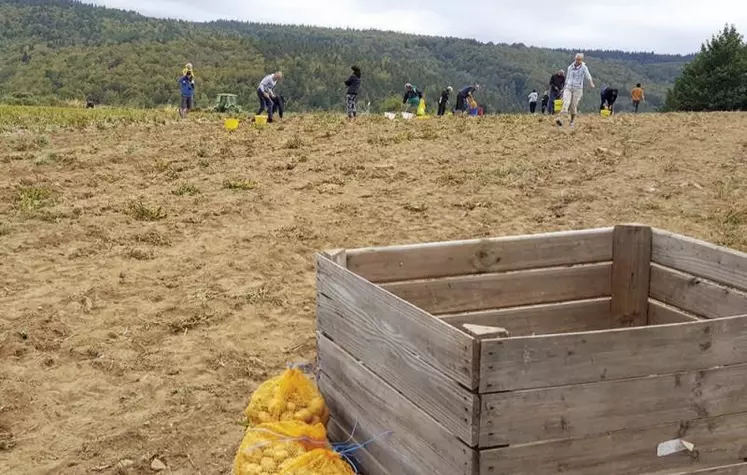 Si la seconde édition du ramassage au champ des pépites de l’Aubrac de ce 19 septembre dû être interrompue pour cause de pluie, le succès est au rendez-vous d’un événement qui s’inscrit déjà dans la tradition lozérienne.