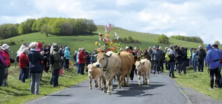 Plus de 150 couples d’Aubrac ont transhumé dimanche dernier au col de Bonnecombe.