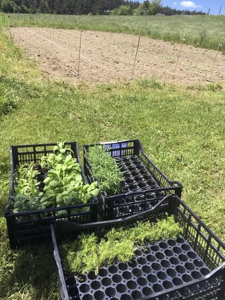 La chambre d’agriculture, en collaboration avec Crodarom vient de lancer une expérimentation pour produire des plantes en Lozère, chez les agriculteurs qui le souhaitent.