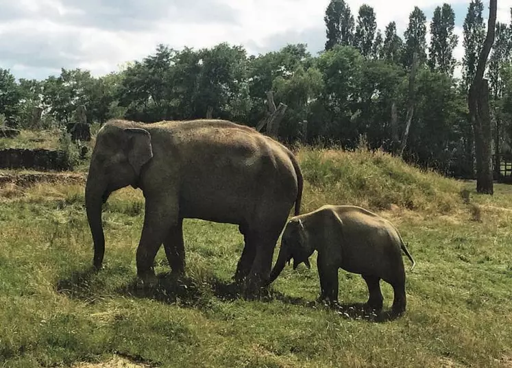 Les éléphants d’Asie vivent en harde pouvant contenir jusqu’à 20 individus, cette harde est composée de femelles et de jeunes non sevrés. En effet les mâles vivent souvent seuls ou en petits groupes.