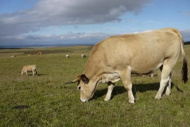 Pour être éligibles, les jeunes bovins vifs destinés à l’export doivent peser moins de 680 kg en poids vif.