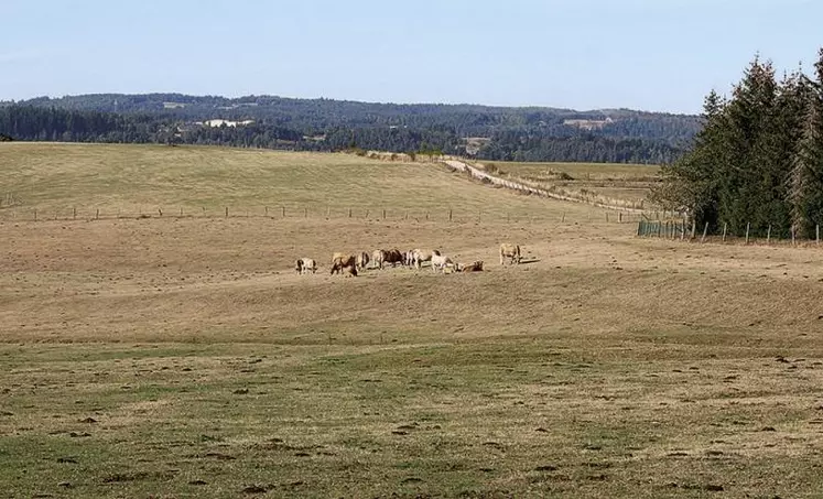 À partir de la nouvelle Pac, qui sera mise en place en 2023, les aides bovines allaitantes changent. Explications.