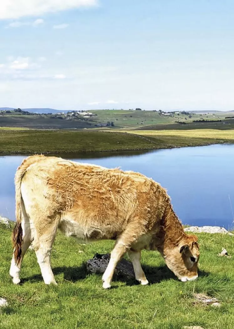 Le 16 octobre, une centaine de personnes ont participé à la conférence organisée en visio par la communauté de communes Aubrac-Carladez-Viadène et la DRAAF Occitanie, autour d’un projet de valorisation des productions d’excellence de l’Aubrac sur des marchés extérieurs, porté par l’association Racine, rassemblant les acteurs de ce territoire.