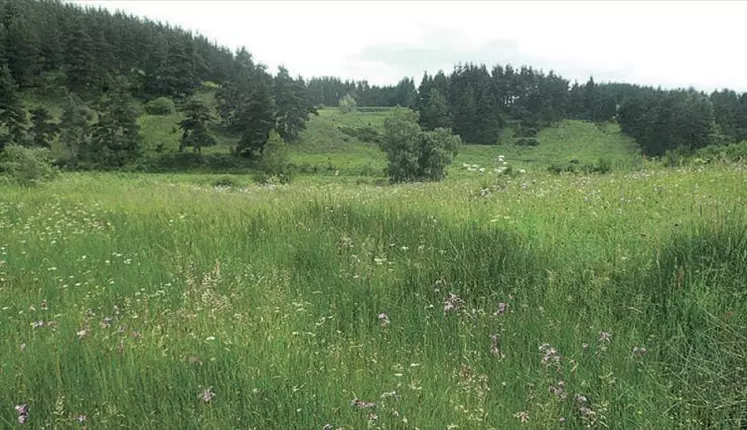 Prairie humide sur la Margeride. Le fourrage issu de ces prairies est constitué d’espèces différentes de celui issu des prairies sèches. Cette diversité peut présenter des avantages en valeur fourragère et se révéler complémentaire du reste de l’exploitation.