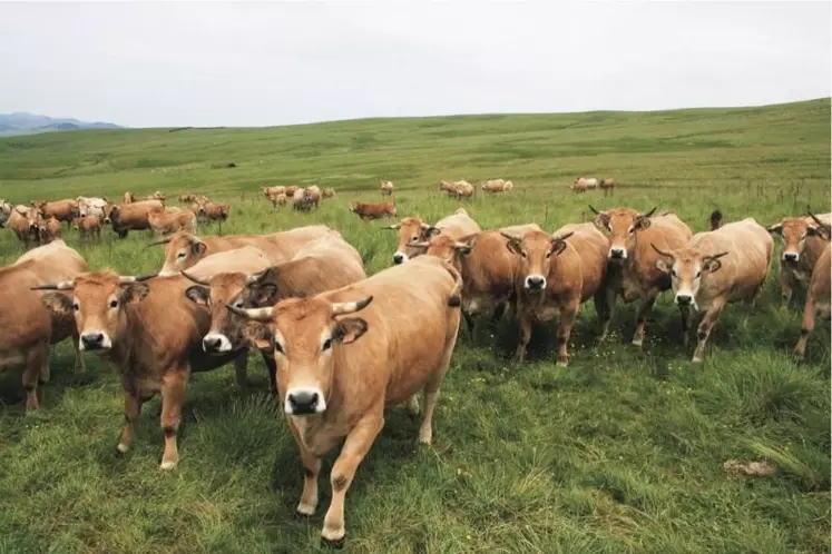 Après la mise en ligne d'un outil de calcul provisoire par l'Ademe, les acteurs du monde agricole restent prudents sur l'affichage environnemental. Selon eux, la méthode ne valoriserait toujours pas assez l'origine ou les modes de production.