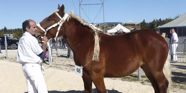 Samedi 16 octobre avait lieu le 35e concours régional Occitanie des chevaux de trait sous la grande halle d'Aumont-Aubrac.