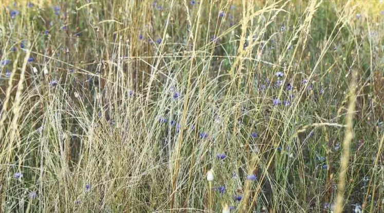 L’application scientifique et le parc national des Cévennes se sont associés pour développer une connaissance plus fine de la flore du PNC.