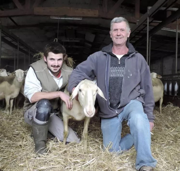 Maël Blanc et son père conduisent un troupeau de brebis laitières.