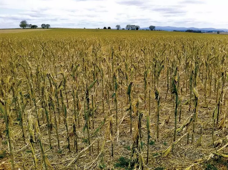 Les orages de grêle de la semaine dernière ont causé plus de 16,6 millions d'euros de dégâts de récolte, selon Groupama. Les grandes cultures et la viticulture essuient les plus fortes pertes, les dégâts sont davantage localisés en fruits et légumes. Le ministre de l'Agriculture a d'ores et déjà annoncé l'activation des mesures d'aide classiques, ainsi que l'étalement du remboursement des prêts garantis par l'État.