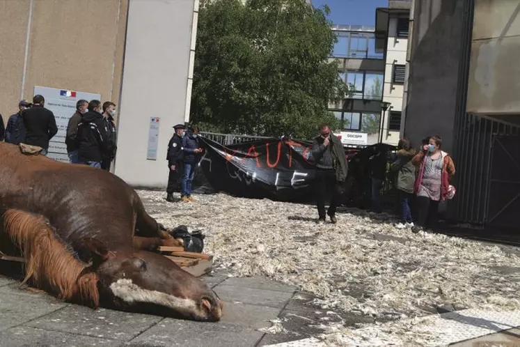 FDSEA et JA sont venus déposer le cadavre d'une jument attaquée à Vezins de Lévézou par les vautours devant la DDT.