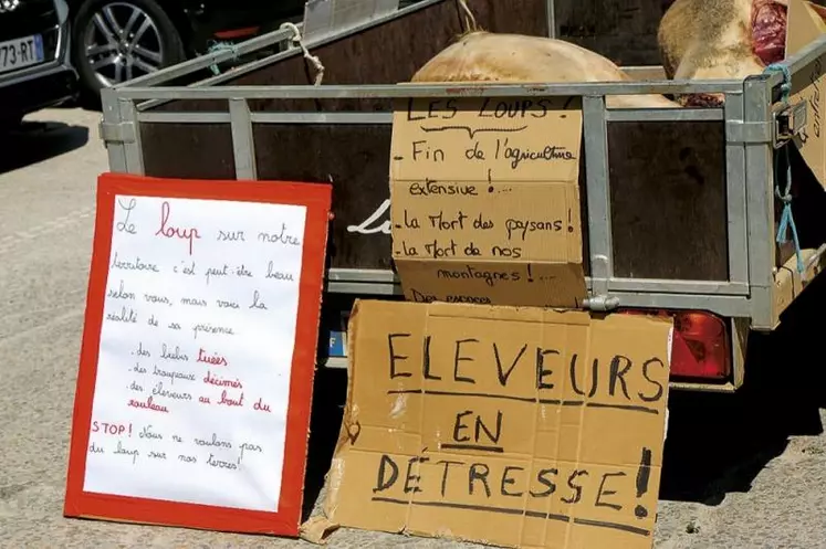 La demande en référé suspension déposée par l'association animaliste One Voice pour suspendre l'arrêté de tir de prélèvement du loup en Lozère et Haute-Loire a été rejetée par le tribunal administratif de Nîmes mercredi 16 novembre.