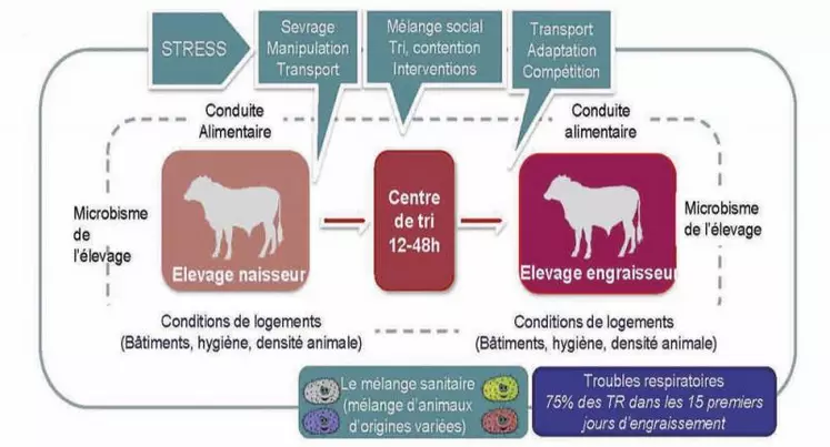 Vacciner pour limiter les risques sanitaires pendant les phases d’engraissement.