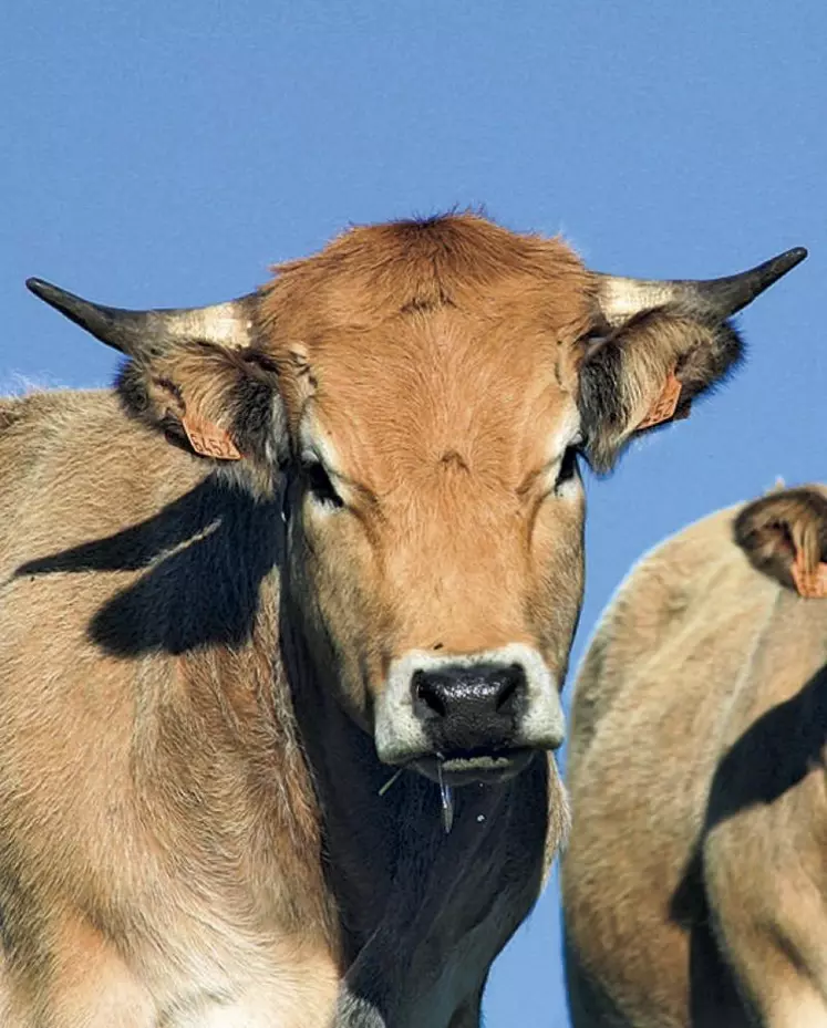 Face à la décapitalisation, la filière bovins viande a affiché sa solidarité à l'assemblée générale d'Elvéa (organisations de producteurs), le 29 juin au Mans. Tout en s'efforçant de tracer des perspectives encourageantes, entre engraissement des jeunes bovins et démarches bas carbone.