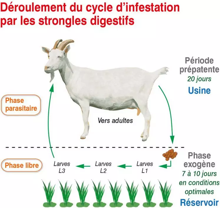 Les parasites se retrouvent sous forme d’œufs dans les fèces et évoluent en larves. Celles-ci peuvent survivre plusieurs mois et se trouvent sur les brins d’herbe. Une fois ingérées par l’animal, elles atteignent le stade adulte (pontes d’œufs) en 20 jours environ.