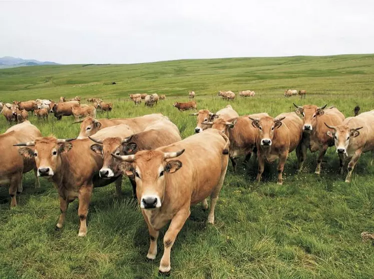 Les ventes d’antibiotiques en médecine vétérinaire ont reculé de 10,7 % de 2020 à 2021, selon le dernier bilan de l’Anses. L’exposition des animaux aux antibiotiques a diminué de 3,2 % en un an.