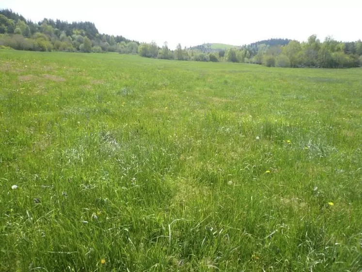 Pré de fauche humide en Margeride.