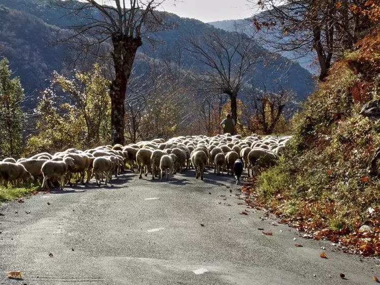 La forêt tient une place prépondérante dans les paysages cévenols.