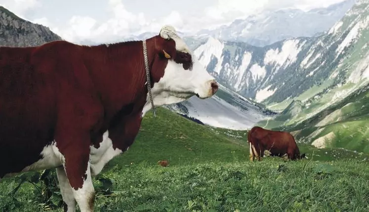 Des représentants des Jeunes agriculteurs de Lozère se sont rendus, les 14 et 15 janvier au Grand-Bornand (Haute-Savoie), pour la session montagne, organisée chaque année dans un département différent.