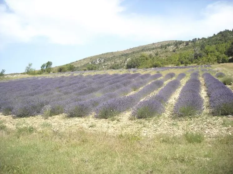 Un champ de lavandin grosso cultivé en bio dans la ferme expérimentale du conseil départemental et de la chambre d’agriculture de la Drôme visité lors d’une formation en juillet 2016.